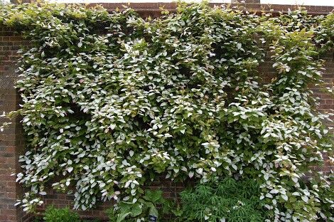 Kolomikta Vine, Kiwi Vine, Arctic Beauty Kiwi. Actinidia Kolomikta, Kiwi Vine, Kew Gardens London, Kew Gardens, Plant Species, Climbing Plants, Light Shade, Flower Bud, Landscape Architect