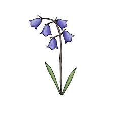 https://encrypted-tbn0.gstatic.com/images?q=tbn:ANd9GcQbgMhMpptZOkjJ2rBc6jJ6ZAQAJRFyGzsuDw&usqp=CAU English Bluebells Drawing, Bluebell Drawing Simple, Virginia Bluebell Tattoo, Bluebell Flower Drawing, Bluebell Drawing, Bluebell Tattoo, Ibis Art, Realistic Flower Drawing, Bluebell Flower