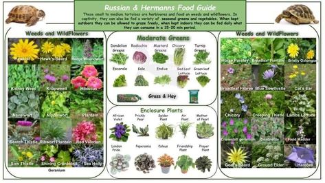 Suitable plants to feed your tortoise Hermann Tortoise, Box Turtles, Russian Tortoise Diet, Turtle Stuff, Tortoise Food, Tortoise House, Tortoise Enclosure, Russian Tortoise, Tortoise Care