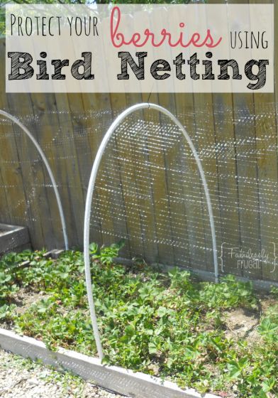 Keep the Birds out & your Berries in! Tutorial on how to do a bird netting for your berry patch. Fruit Cage Diy, Berry Netting Ideas, Diy Garden Netting Ideas, Bird Netting For Garden Ideas, How To Protect Strawberries From Birds, Blueberry Netting Ideas, Bird Netting For Blueberries, Strawberry Netting Ideas, Protect Strawberries From Birds