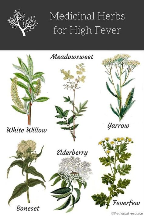 Medical Herbs, High Fever, Herbal Apothecary, Natural Healing Remedies, Herbal Healing, Herbal Magic, Herbs For Health, Cold Home Remedies, Natural Cough Remedies