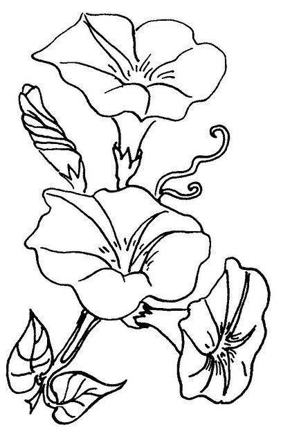 Explore love to sew's photos on Flickr. love to sew has uploaded 2256 photos to Flickr. Morning Glory Design, Morning Glory Flowers, Flower Line Drawings, Morning Glories, Flower Art Drawing, Illustration Botanique, Flower Coloring Pages, Black And White Illustration, Morning Glory