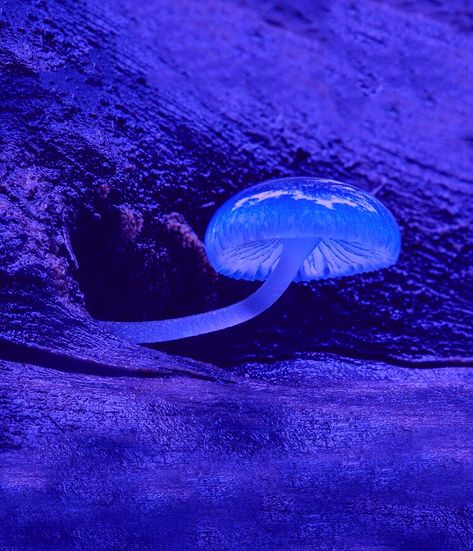 #blue #mushrooms Blue Mushrooms Aesthetic, Blue Mushroom Aesthetic, Purplish Blue Aesthetic, Longboard Aesthetic, Blue Mushrooms, Witchcore Aesthetic, Decorate Room, Blue Mushroom, Alice In Wonderland Aesthetic