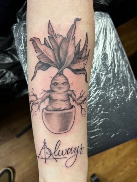 Mandrake Tattoo, Harry Potter Mandrake, Tattoo Harry Potter, Mandrake Root, Hp Tattoo, Potter Tattoo, Harry Potter Tattoos, Harry Potter Tattoo, Sweet Tattoos