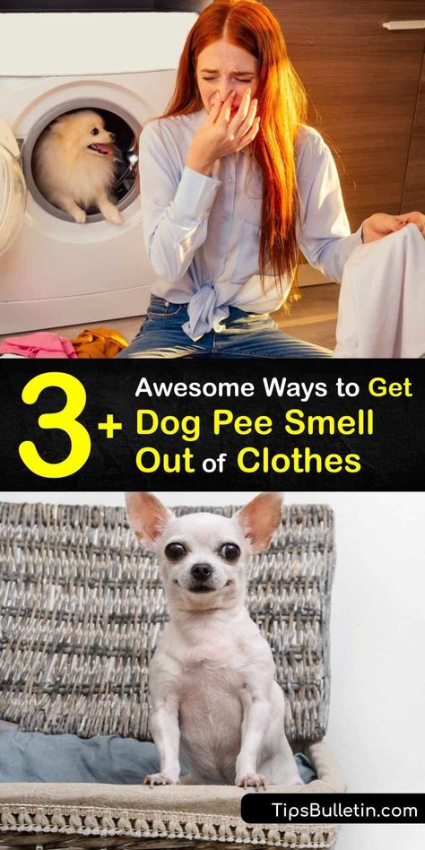 Learn how to get dog urine smell out of clothes. Special cleaners are necessary to remove a urine stain, whether from dog pee or cat urine. Fortunately, vinegar, baking soda, and other ingredients work wonders for removing a pet stain and urine odor. #howto #remove #dog #pee #smell #clothes Pee Smell Out Of Clothes, Dog Urine Odor Remover, Hydrogen Peroxide And Baking Soda, Peroxide And Baking Soda, Pet Urine Remover, Remove Urine Smell, Pet Urine Smell, Dog Pee Smell, Cat Pee Smell