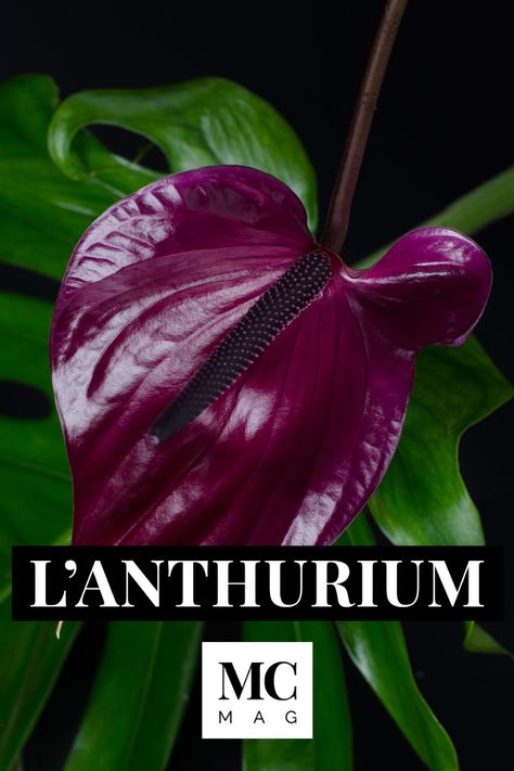 La plante est endémique des forêts tropicales et subtropicales du Nord du Mexique (accrochée aux troncs des arbres formant des bouquets d’un mètre d’envergure).Facile d’entretien, l’Anthurium se plait dans des sols humides, drainés où l’eau ne stagne pas et sous une lumière tamisée, à l’abri d’un soleil direct et à l’écart des courants d’air. Certaines variétés peuvent s’élever à un mètre. Découvrez l'histoire de cette plante ❤️🌸 Anthurium Pallidiflorum, Anthurium Papillilaminum, Multiplier Des Plantes Grasses, Anthurium Radicans X Luxurians, Anthurium Andraeanum, Plant Leaves, Bouquets, Mood Board, Plants