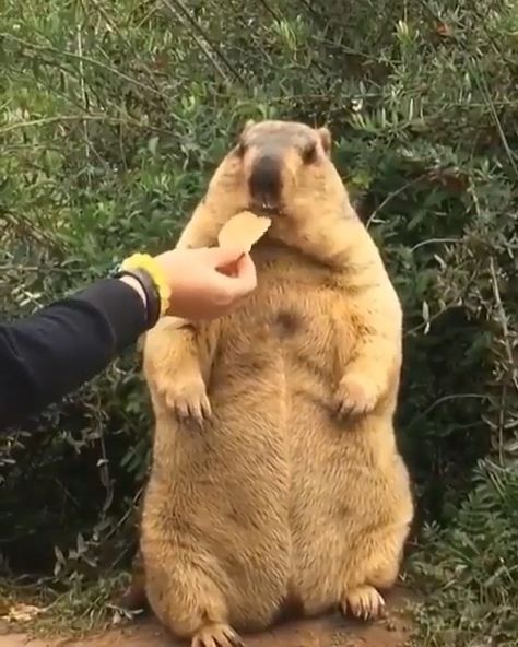 Skeptical Groundhog Ground Hog, Visit Australia, Koala Bear, Cute Funny Animals, Koala, Funny Animals, Animal Lover, Nature Photography, Cute Animals