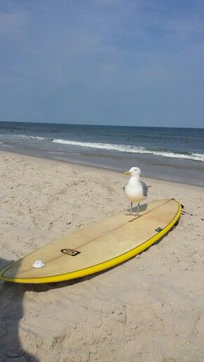 Surfing Seagull...Seaside Park NJ Seaside Park Nj, Ventura Beach, Sea Gulls, Seaside Park, Seaside Heights, Watercolour Ideas, Life Is A Beach, River Delta, Surf Boards