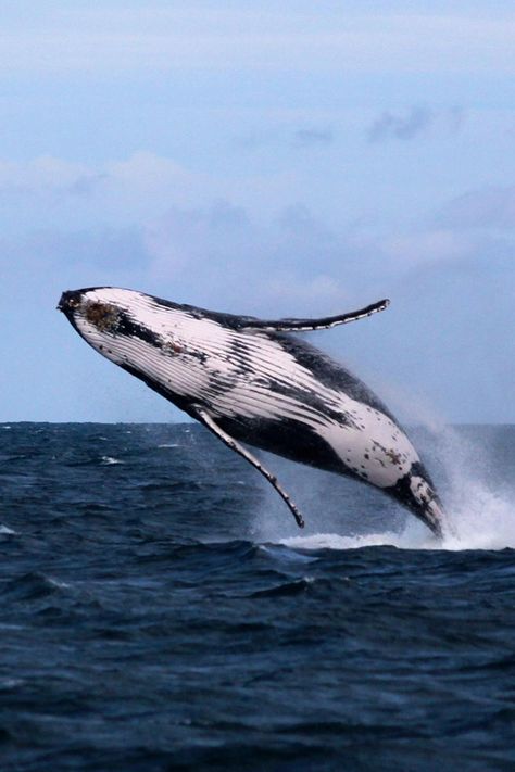 Frolicking whale - humpback? Southern right? Does anyone know? -- Megan R says this gorgeous creature is a humpback whale. Whale Jumping, Sea Mammal, Fauna Marina, Water Animals, Underwater Life, Marine Mammals, Humpback Whale, Marine Animals, Ocean Creatures