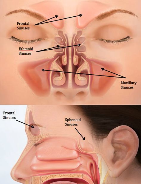 Respiratory System Anatomy, Nerve Anatomy, Clear Your Sinuses, Milk Face, Basic Anatomy And Physiology, Turmeric Milk, Biology Facts, Human Body Anatomy, Biology Lessons