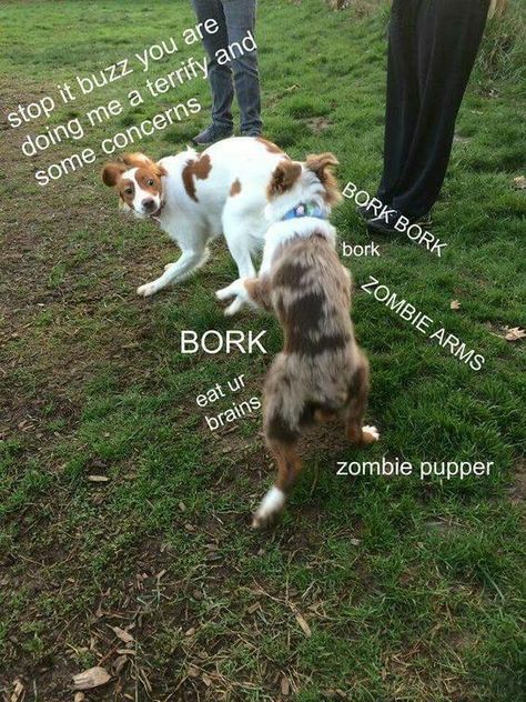 Heckin Bamboozled, Dog Language, Dc Memes, Funny Animal Memes, Dog Park, Dog Memes, Animal Memes, Bones Funny, Dog Pictures