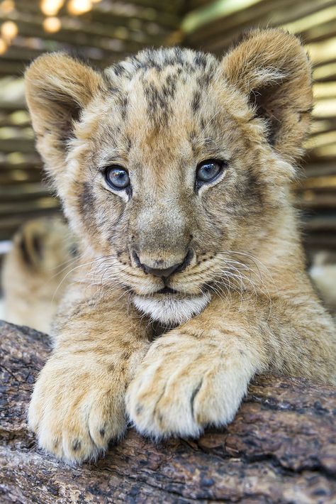 Lion Drawings, Wallpaper Dog Aesthetic, Animals And Pet Supplies, Tattoo Lion, Lion Cubs, Lion Photography, Lion Love, Lion Images, Big Cats Art