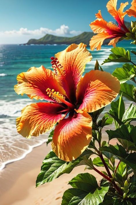 Cute Summer Wallpapers, Hibiscus Plant, Beach Flowers, Lovely Flowers Wallpaper, Flower Therapy, Beach Wallpaper, Tropical Flower, Pretty Plants, Beautiful Flowers Pictures