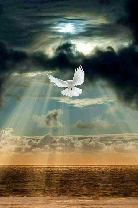 Dove Painting, Stairs To Heaven, Dove Pictures, Jesus Artwork, Jesus Christ Artwork, Pictures Of Christ, Heaven Art, Beautiful Angels Pictures, Jesus And Mary Pictures