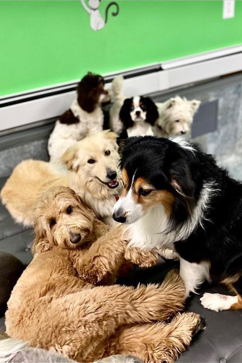 Puppy Daycare, Dog Day Care, West Village Nyc, Doggie Daycare, Doggy Daycare, Walking Dog, Pet Boarding, Job Ideas, Dog Day