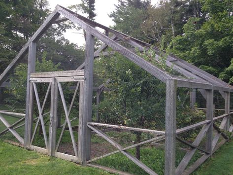 Berry Cage, Desert Permaculture, Garden Enclosure Ideas, Lifestyle Block, Butterfly Sanctuary, Vege Garden, Enclosed Garden, Fruit Cage, Apple Mint