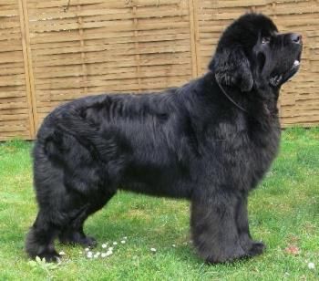 Características de la Raza Terranova. Cuidados de la Raza Terranova Newfoundland Dogs, Hot Dog Bar, Big Dog Breeds, Huge Dogs, Animal Print Wallpaper, Love My Dog, Newfoundland Dog, Dog Rooms, Dog Sofa