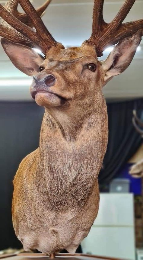 Deer Head Sculpture, Stag Animal, Deer Trophy, Buddha Painting Canvas, Deer Photography, Carved Wooden Animals, Animal Taxidermy, Deer Photos, Classic Sculpture