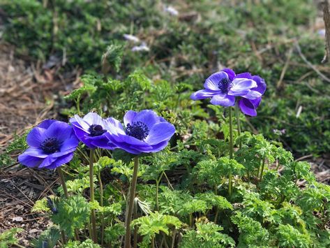 Anemone Mr Fokker, Anemone Coronaria, Anemone Blanda Blue, Anemone Symbolism, Woodland Anemone, Anemone Tomentosa Robustissima, Sea Holly, Echinacea Purpurea, Anemone