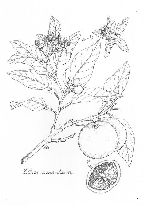 Orange Orange Blossom Line Drawing, Orange Branch Drawing, Orange Blossom Tattoo Black And White, Orange Blossom Drawing, Orange Tree Tattoo, Tangerine Tree, Floral Sketch, Flower Drawing Tutorials, Coloring Pages Inspirational