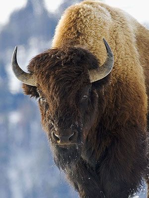 Bison Photography, Buffalo Painting, Animals With Horns, Buffalo Animal, Buffalo Head, Bison Art, Animal Lessons, Buffalo Art, American Bison