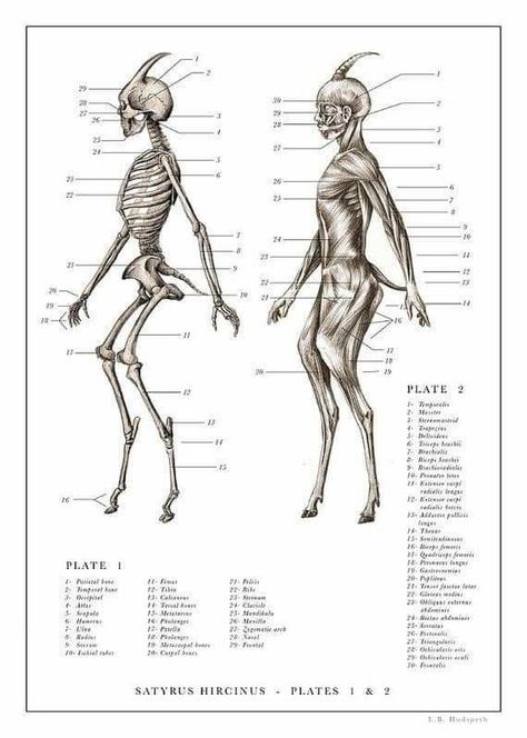 Satyr Anatomy, Fearne Calloway, Gray's Anatomy, Anatomy Drawing, Mythical Creatures Art, Mythological Creatures, Creature Concept Art, Mystical Creatures, Anatomy Reference