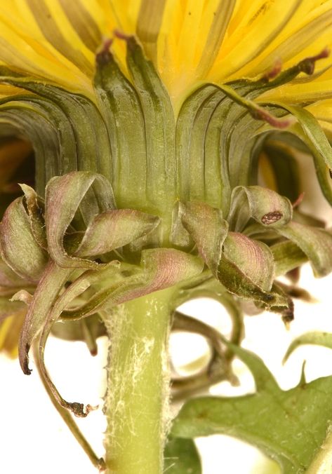 Golden-fruited dandelion in January 2023 by Aidan Campos. • Leaves laciniate with large teeth • Leaf lobes with arched-sigmoid distal margins • Petiole... · iNaturalist Dandelion Leaves, January 2023, Dandelion, Trees, Plants, Flowers