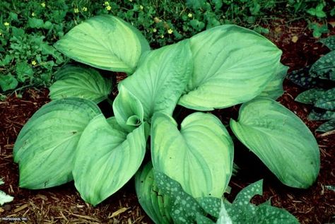 Full Sun Hostas, Guacamole Hosta, Hostas For Shade, Sun Hostas, Hosta Guacamole, Hosta Varieties, Hgtv Garden, Hosta Gardens, Green Veins