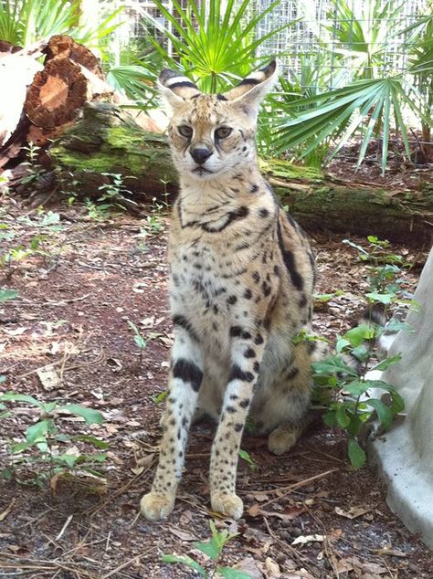 Two Room Apartment, Cats In The Wild, African Wild Cat, Serval Cat, Serval Cats, Calming Cat, Big Cat Rescue, Wild Tiger, Savannah Cat