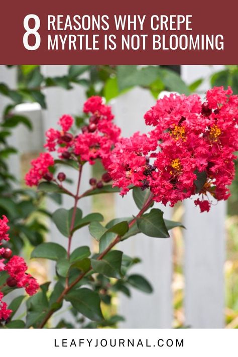 Discover the secrets to a thriving Crepe Myrtle garden! 🌸🌿 Explore these 8 essential tips to unlock the beauty of your Crepe Myrtle blooms. From pruning to proper care, learn why your lovely tree may not be flowering as it should. Crepe Myrtle Trees Pruning, Crepe Myrtle Care, What To Plant Under Crepe Myrtle, Pruning Crepe Myrtles, Crepe Myrtle Bush, Myrtle Flower, Plants With Pink Flowers, Crepe Myrtle Trees, Crepe Myrtles