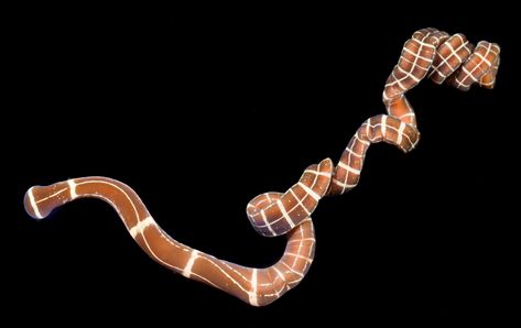 Ribbon worm regenerates its head and brain like it’s no big deal Ribbon Worm, Owning A Cat, Weird And Wonderful, Figure It Out, Big Deal, Teaching English, Brain, Ribbon, Science