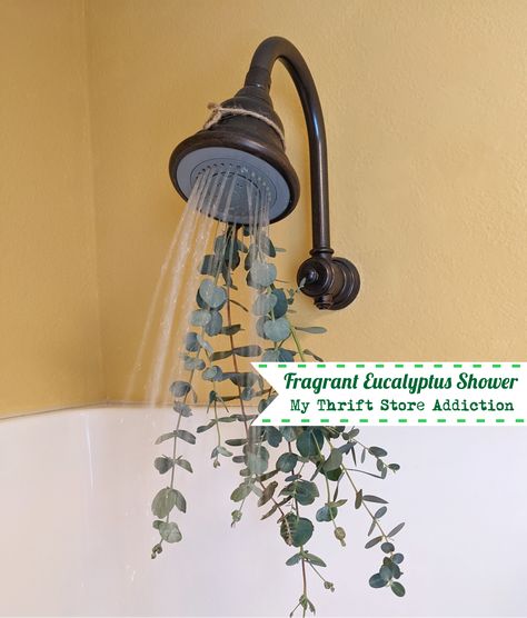 For a simple self-care indulgence try this fragrant eucalyptus shower bundle! Eucalyptus Shower Bundle, Fresh Eucalyptus, Shower Heads, Home Decor Inspiration, Thrift Store, Decor Inspiration, Self Care, Easy Diy, Diy Projects