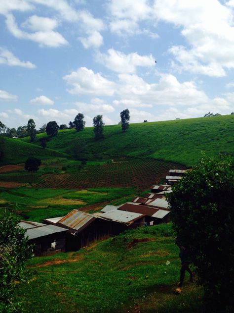 Kenyan tea farm Coffee Moodboard, Kenyan Tea, Tea Farm, Soft Black, Afternoon Tea, Tea, Natural Landmarks, Coffee, Travel