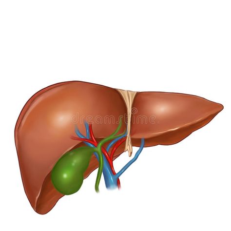 Human Liver Pictures, Liver Image, Liver Drawing, Liver Illustration, Human Liver Anatomy, Liver Anatomy, Medical Terminology Study, Healing Water, High Blood Sugar Symptoms