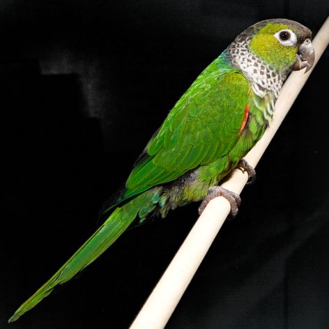 Black Capped Conure Images Black Capped Conure, Conure Bird, Beautiful Parrots, Bird Reference, Blue Parakeet, Birds For Sale, Sun Conure, Kingdom Animalia, Finches