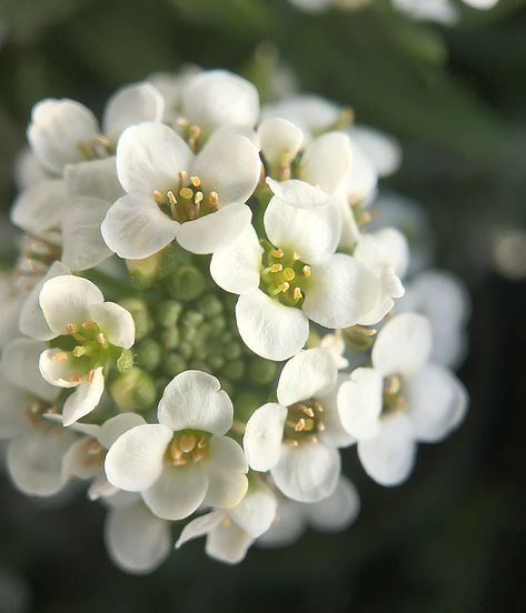 Macro photography - sweet allysum Cluster Photography, Sweet Allysum, Island Garden, Family Flowers, Flower Close Up, Plant Drawing, Macro Photography, Pretty Flowers, Drawing Ideas