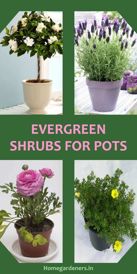 Best Evergreen Shrubs for Pots at Home Evergreen Shrubs Full Sun, Evergreen Potted Plants, Garden Shrubs Evergreen, Evergreen Container, Evergreens For Shade, Shrubs For Privacy, Evergreen Flowers, Types Of Shrubs, Shade Shrubs