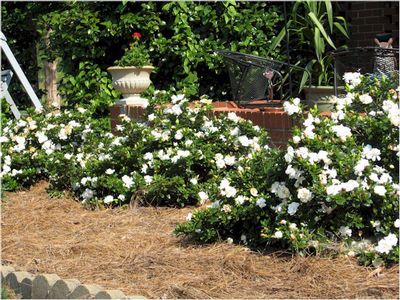 Gardenia Shrubs Rock: A Cheat Sheet for Making Them Work for You | Naturehills.com Gardenia Shrub, Gardenia Bush, Gardenia Garden, Gardenia Plant, Bushes And Shrubs, Broadleaf Evergreen, Organic Mulch, Garden Shrubs, Evergreen Plants