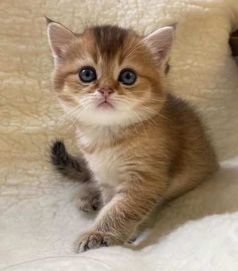 Munchkin Cats For Sale | Milwaukee, WI Munchkin Cat Drawing, Grey Munchkin Kitten, Munchkin Cats For Sale, Orange Munchkin Cat, Cats Munchkin, Munchkin Kittens For Sale, Munchkin Cat Scottish Fold, Munchkin Cats, Bengal Kittens For Sale