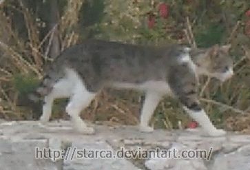 Cat Walking Reference, Animal Walk Cycle, Walk Cycle Gif, Cat Walk Cycle, Cat Run Cycle, Wolf Walk Cycle, Cat Walking Animation, Cat Walk Cycle Animation, Dog Walk Cycle Animation