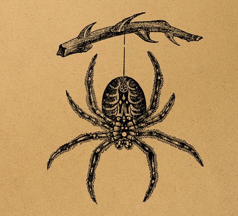 Spider Illustration, Vintage Spider, Magick Symbols, Insect Tattoo, Moth Art, Flash Tattoo Designs, Spider Tattoo, Spider Art, Traditional Tattoo Art