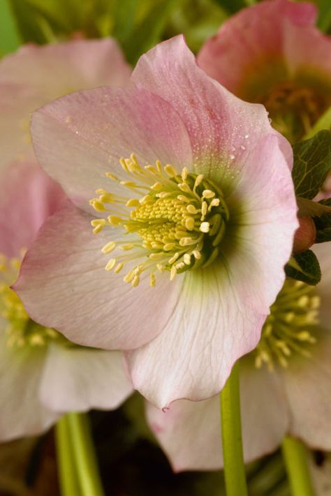 Christmas Rose: Nope, this isn't your traditional red rose. In fact, hellebores don't belong to the rose family at all. The perennial plants earn their Christmas ties because of an old European legend. Click through for more winter flowers and plants for the holidays. Christmas Rose Flower, Christmas Roses, Flower Indoor, Winter Vegetables Gardening, Christmas Food Gifts, Christmas Plants, Winter Vegetables, Winter Plants, Roses Flower