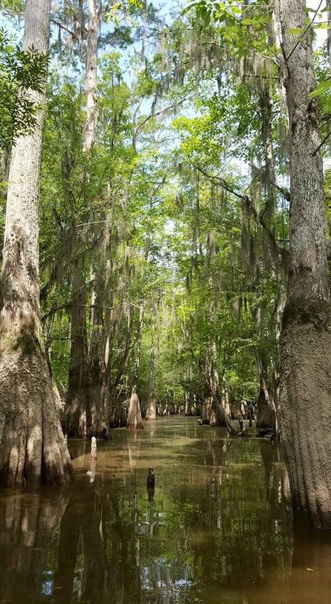 Swamp & Kayak Tours in New Orleans | Honey Island Kayak Tours Swamp Tours New Orleans, New Orleans Swamp, Tours In New Orleans, Swamp Tours, Louisiana Travel, Kayak Tours, Louisiana, Kayaking, New Orleans