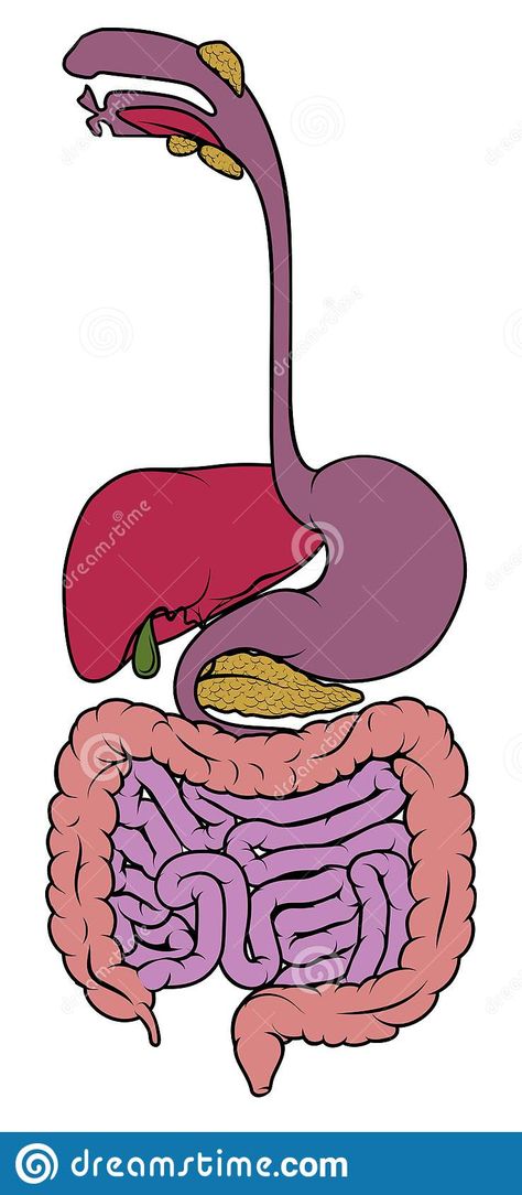 Digestive System Diagram, Diagram Illustration, Gastrointestinal Tract, Gastrointestinal System, Digestive Tract, Human Anatomy, Digestive System, Anatomy, Stock Vector