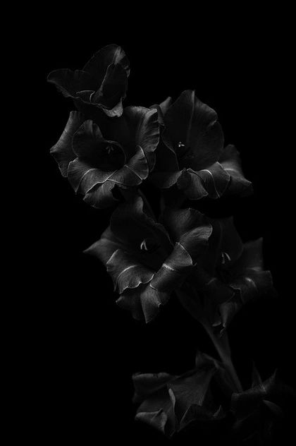 Yviemarie - Black on black , high contrast , low key , floral test shot , edited in Silver Efex Pro 2.0 – SAVEE Shadow Pics, Tumblr Hipster, Dark Flowers, Black And White Photograph, All Black Everything, Black On Black, Black Flowers, Fade To Black, Chiaroscuro