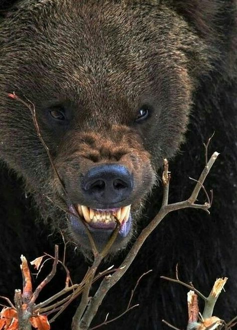 Angry Grizzly Bear! Angry Animals, Bear Tattoos, Bear Pictures, Bear Art, Grizzly Bear, Big Bear, Animal Planet, Animal Photo, Nature Animals