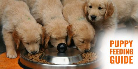 Feeding Puppies, Puppy Feeding Guide, Orijen Dog Food, Chien Golden Retriever, Golden Puppy, Wet Dog Food, Puppy Food, Can Dogs Eat, Pet Feeder