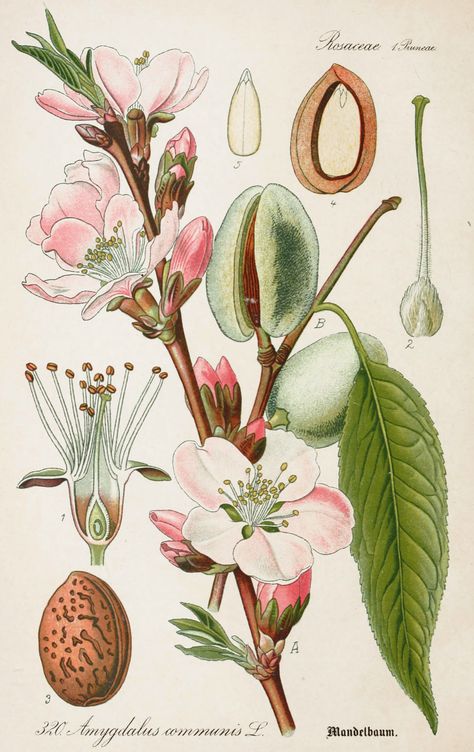 Illustration Botanique Vintage, Botanisk Illustration, Flower Structure, Antique Botanical Print, Illustration Botanique, Botanical Illustration Vintage, Vintage Botanical Prints, Antique Illustration, Botanical Illustrations