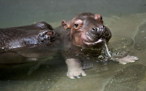 Baby Hippo Baby Hippopotamus, Fiona The Hippo, Cincinnati Zoo, Cute Hippo, Zoo Babies, Dangerous Animals, Sea Animal, Hippopotamus, Cute Creatures