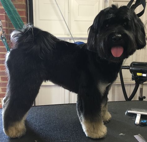 Photo Gallery - Tails of Westerham Tibetan Terrier Short Hair, Tibetan Terrier Haircut, Tibet Terrier, Grooming Ideas, Puppy Cut, Tibetan Terrier, Cake Easy, Dog Tips, Lemon Cake